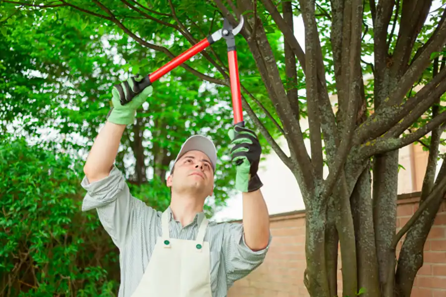 Tree Trimming Service